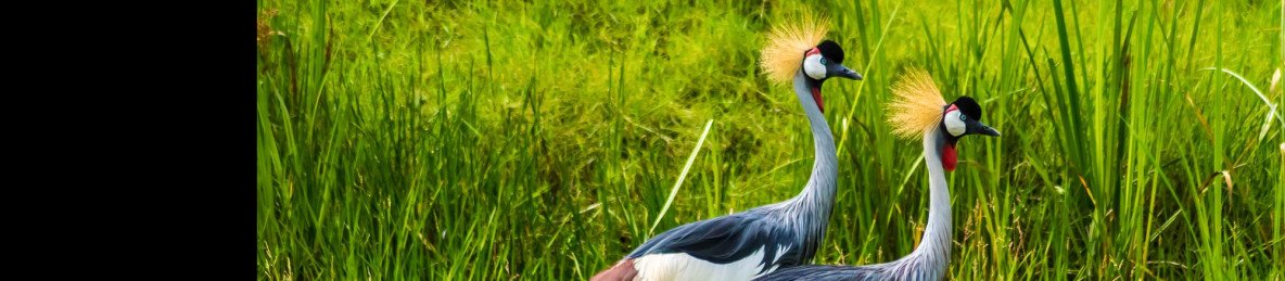 6-Day Wildlife Wonders of Lake Nakuru and Maasai Mara