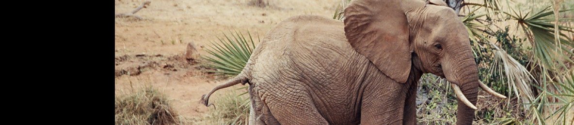 4-Day Tsavo-Amboseli Great Trail Mid Range 2026-27