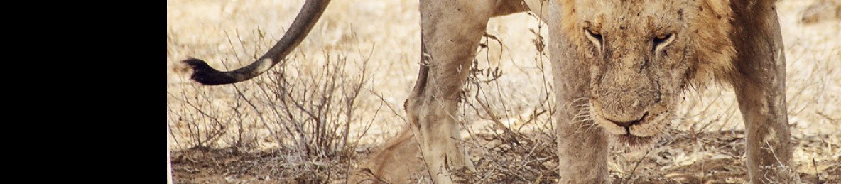 5-Day Wild Trails of Tsavo & Amboseli Safari