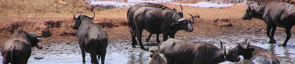 2-Day Safari to Tsavo East Park from Diani or Mombasa