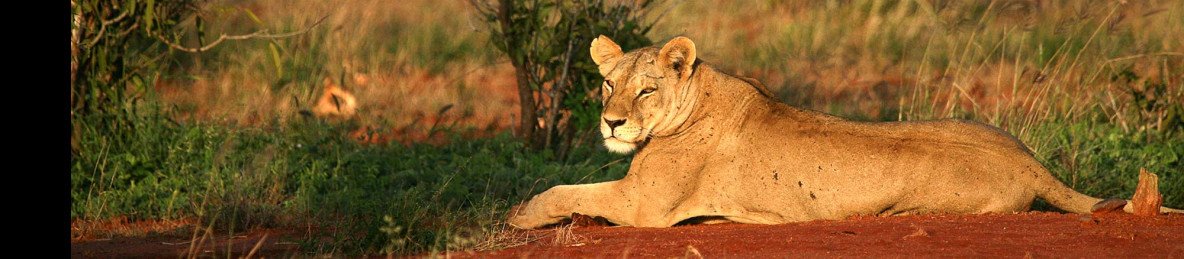 2-Day Tsavo East Safari Adventure from Mombasa