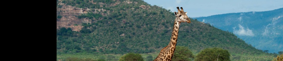 5-Day Tsavo Park, Amboseli & Saltlick Lodge