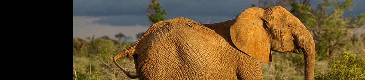 3-Day The Best of Tsavo East & Tsavo West Safari