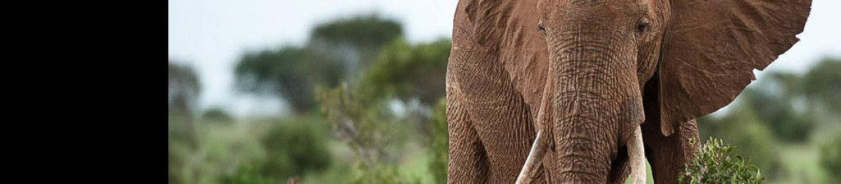 3-Day Diani to Tsavo East Safari Adventure