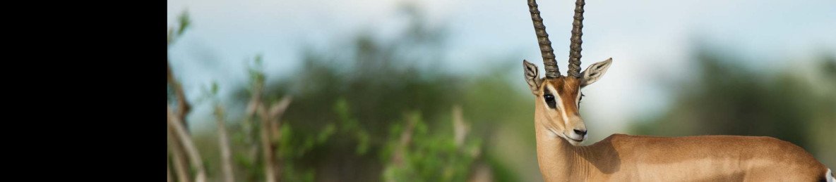 3-Day Tsavo East Escape from Diani Beach