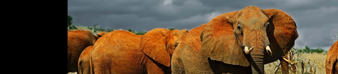 8-Day Legendary Amboseli, Tsavo & Diani Mid-Range Safari