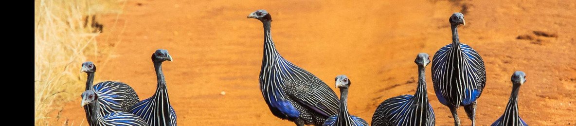 5-Day Tsavo & Amboseli Coastal Safari Adventure