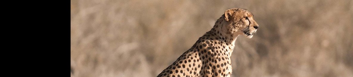 3-Day Tsavo East Safari Escape from Watamu/Malindi