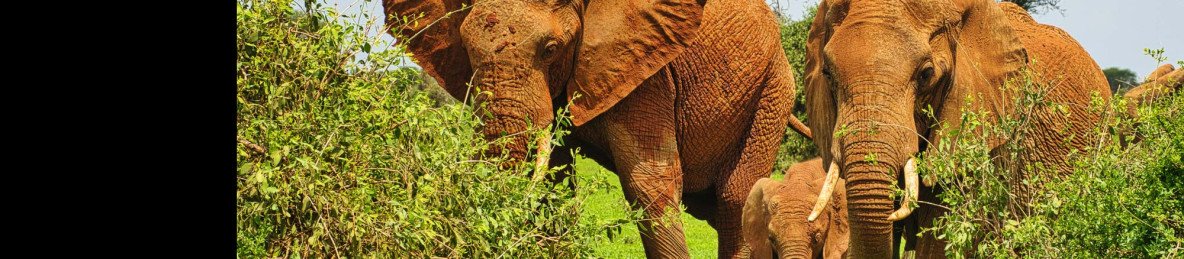 2-Day Overnight Mt Kilimanjaro/Amboseli Experience