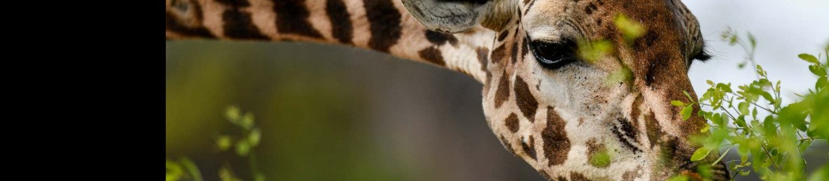 11-Day Kenya & Tanzania Budget Group Joining Safari