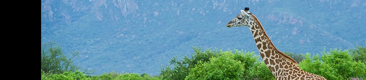 3-Day Tsavo, Taita Hills & Ziwani Sanctuary Coastal Tour