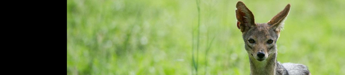 9-Day Magical Kenya Safari Adventure