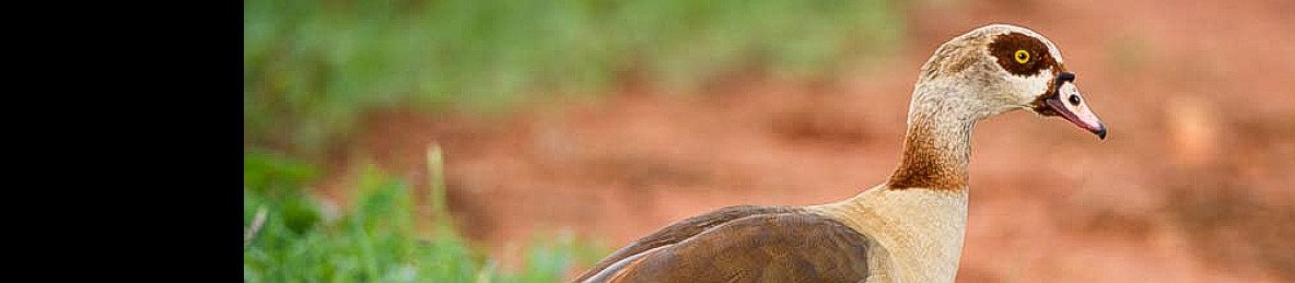 3-Day Tsavo Discovery Safari from the Coast