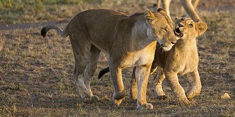 Budget camping Just outside Masai Mara NR – Lunch & Dinner Included