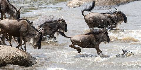 Budget camping Just outside Masai Mara NR – Day 1: Lunch & Dinner Included – Day 2: All Meals Included