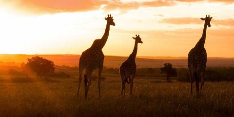 Budget camping Just outside Masai Mara NR – Day 1: Lunch & Dinner Included – Day 2: All Meals Included