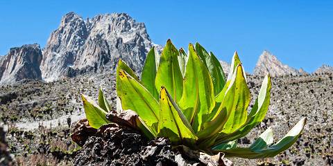 Budget camping Mt Kenya – Day 1: Lunch & Dinner Included – Day 2: All Meals Included