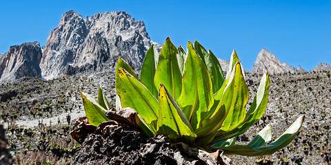 Budget camping Chogoria Gate (Mt Kenya) – Lunch & Dinner Included