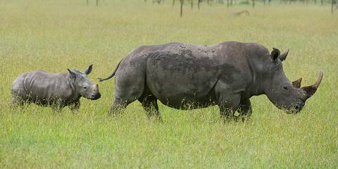 Budget camping Just outside Masai Mara NR – Day 1: Lunch & Dinner Included – Day 2: All Meals Included