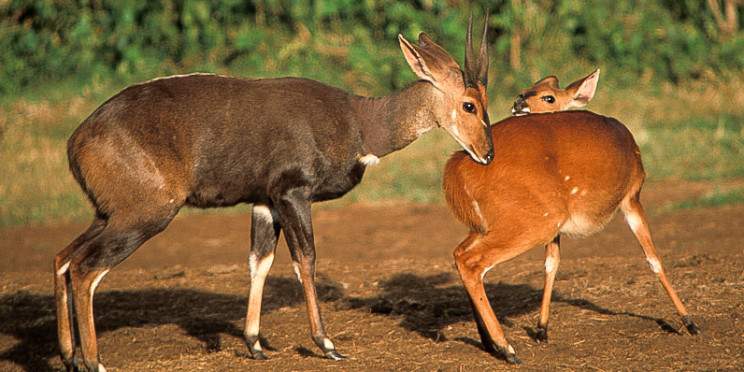 3-Day Amboseli Wilderness Safari