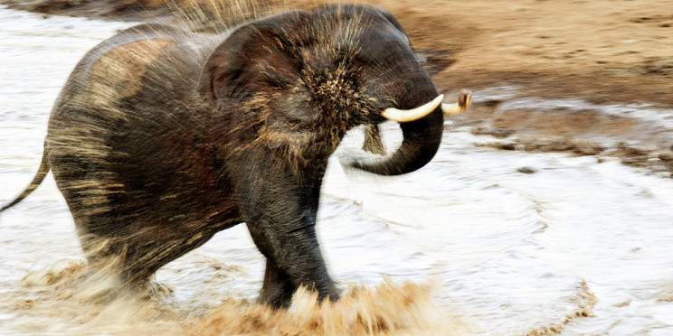 10-Day Savannah & Beach-Bound Bliss Safari in a Mini-Van