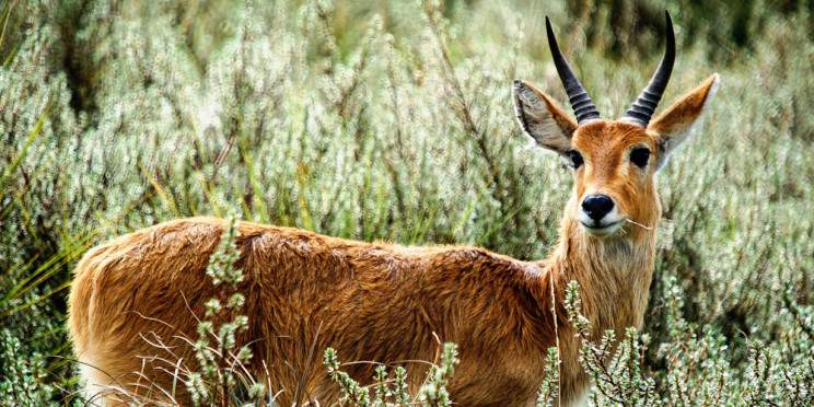 7-Day Of Kenya's Famous Parks Safari