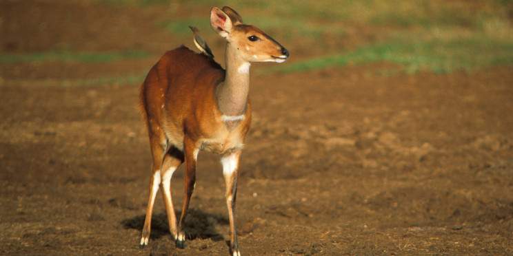 3-Day Aberdare & Ol Pejeta Conservancy