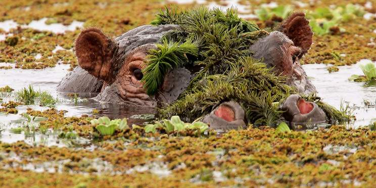 6-Day Safari Expedition Across Mara, Nakuru & Amboseli