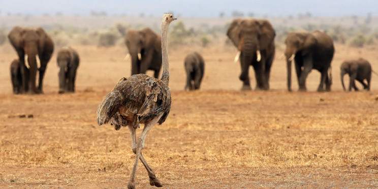 2-Day Olemayian Amboseli Cottages Private Safari