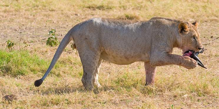 5-Day Tsavo NP, Amboseli & Taita Hills from the Coast