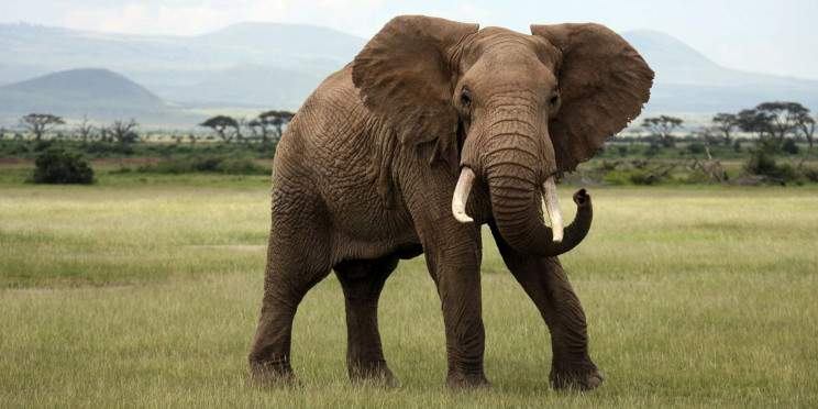 5-Day The Diani Grand Safari Citrcuit