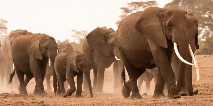 4-Day Tsavo West and Amboseli Adventure