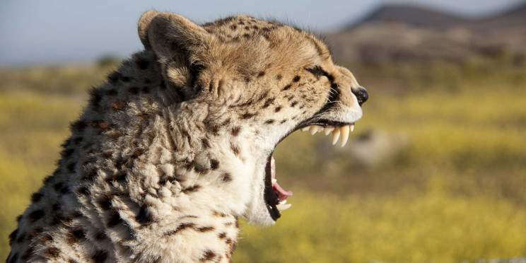 3-Day Amboseli National Park - the Land of Kilimanjaro