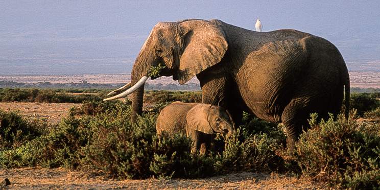 3-Day Kili Springs Amboseli Private Safari Tour