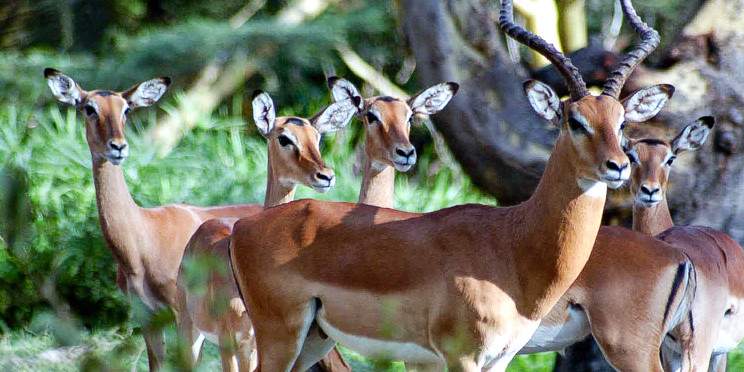 1-Day Nairobi Kenya National Park Full Tour