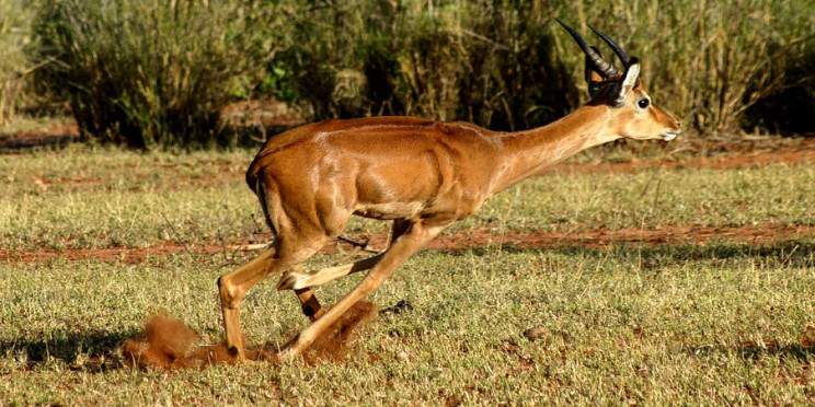 3-Day Samburu Amazing Tour
