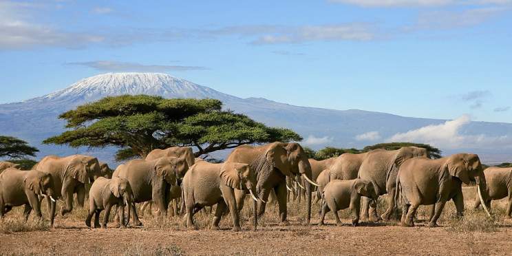 6-Day Samburu NP/ Lake Nakuru & Amboseli Private Safari