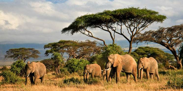 4-Day Amboseli Safari Adventure with Emali Sgr Drop-off