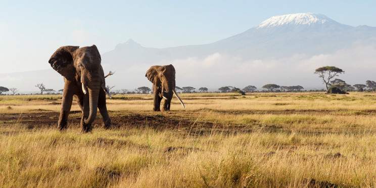 3-Day Little Amanya Camp Amboseli Private Tour