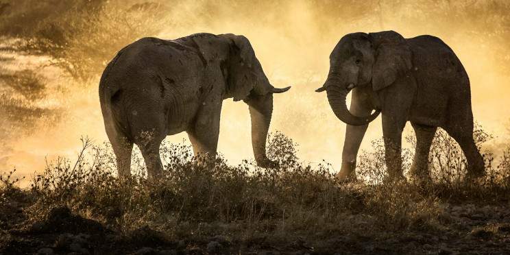 2-Day Amboseli National Park Wildlife Safari Tour