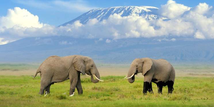 3-Day Amboseli Safari at Serena Lodge