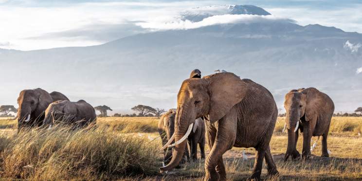 3-Day Amboseli Budget Tour Mt Kilimanjaro View
