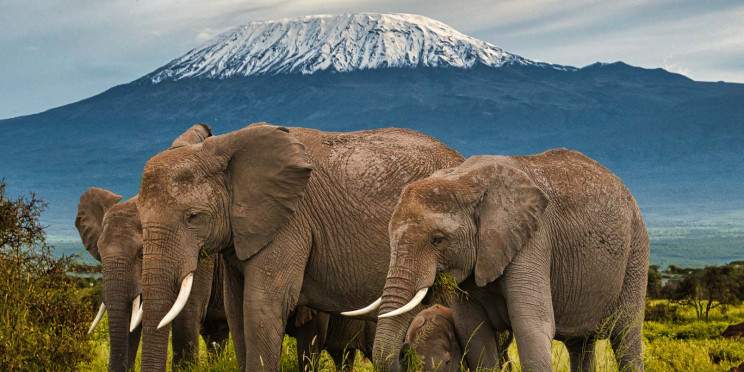 6-Day Amboseli to Nakuru to Maasai Mara Private Tour