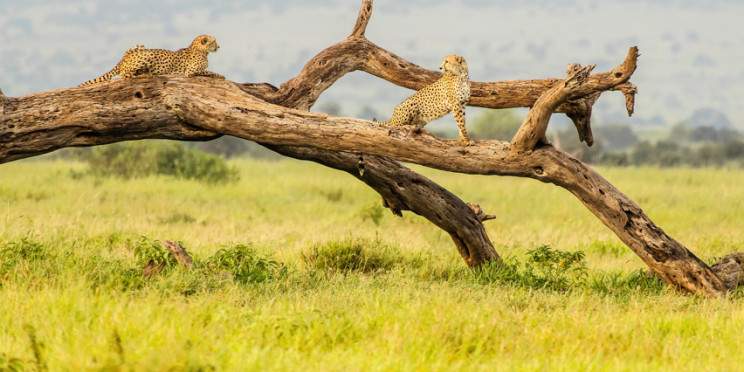 3-Day Tour Amboseli National Park from Mombasa-Nairobi
