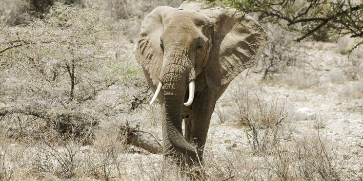3-Day Luxurious Safari at Masai Mara National Reserve