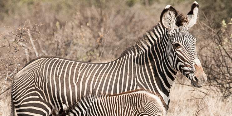 11-Day Wildlife Safari and Costal Retreat