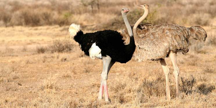 3-Day Untamed North; Magical Samburu Safari