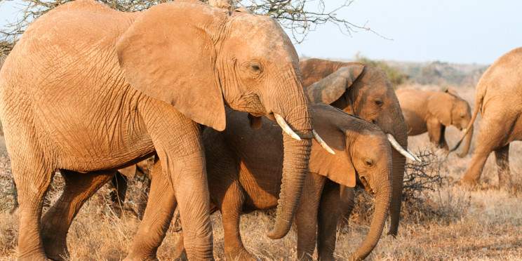 10-Day Ultimate Best Value Kenya & Tanzania Budget Safari