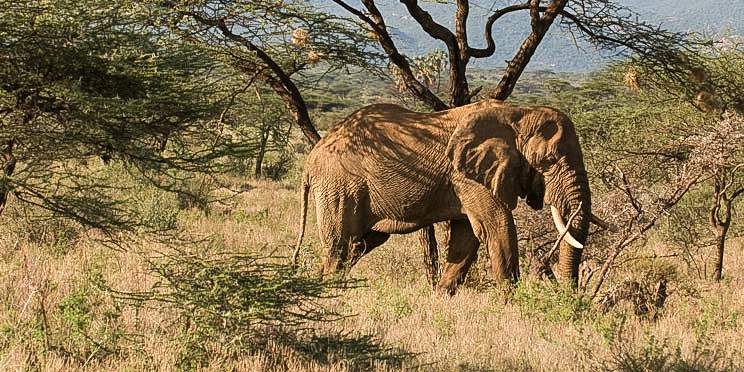 6-Day Wild Northern Kenya the Untamed Circuit