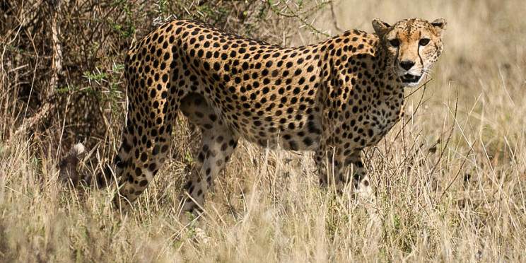 3-Day Samburu Simba Lodge Private Tour Safari